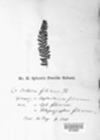 Mycosphaerella pteridis image